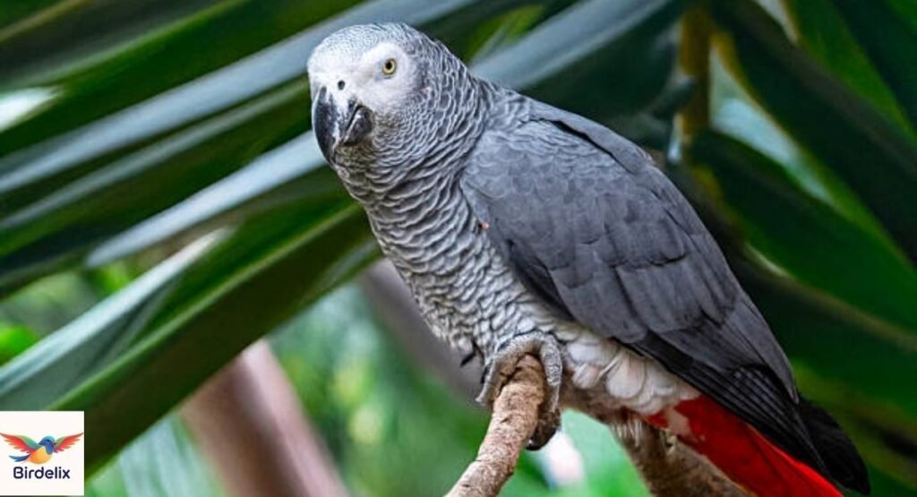 African Grey Parrot