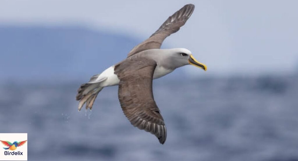 Albatross