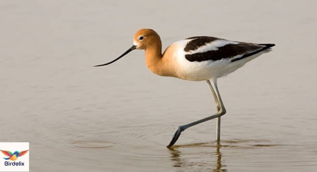 American Avocet