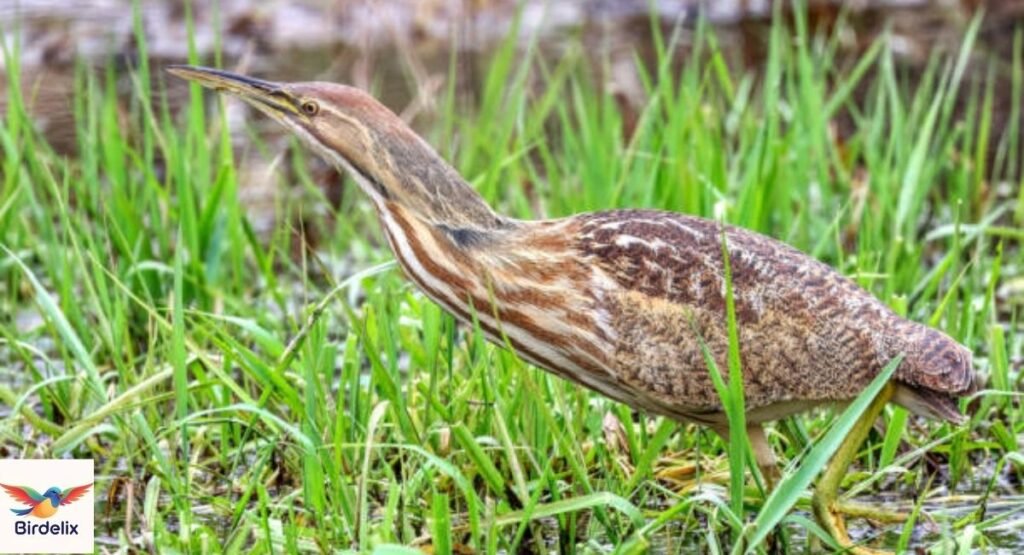 American Bittern