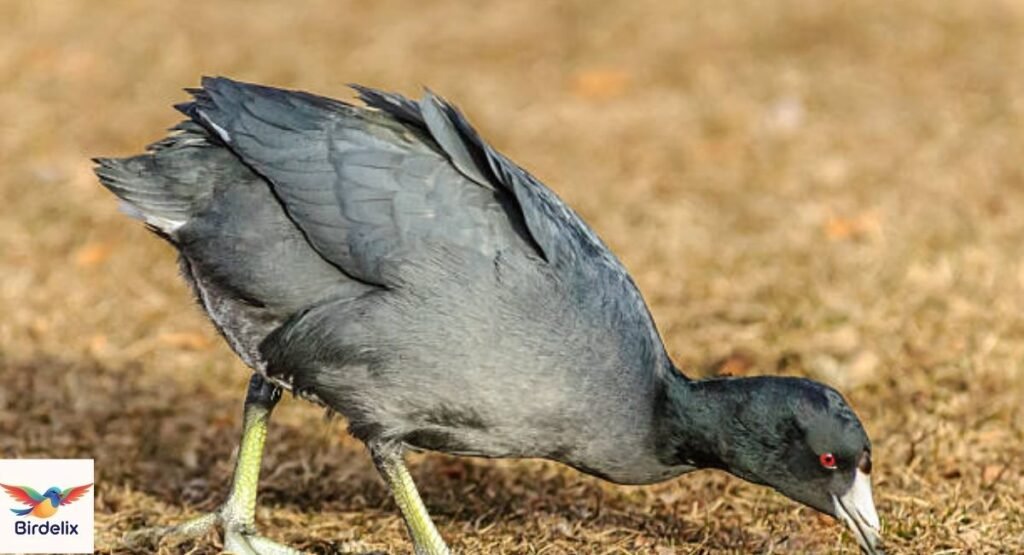 American Coot