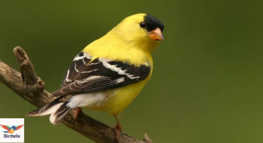American Goldfinch