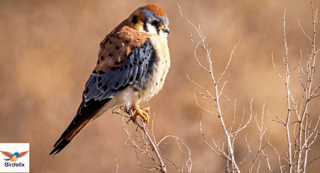 American Kestrel