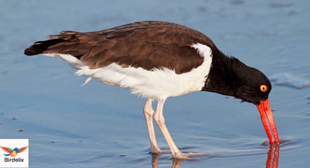 American Oystercatcher