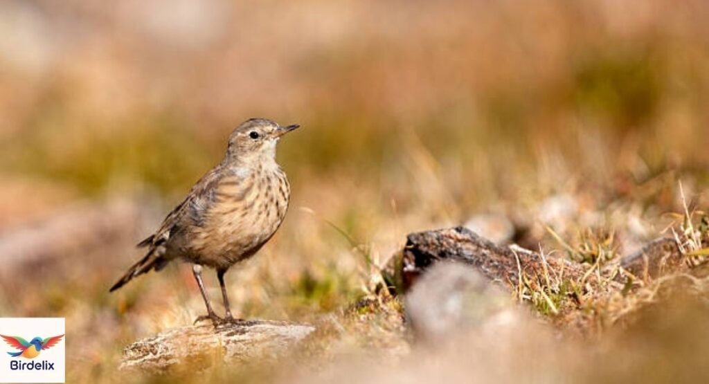 American Pipit