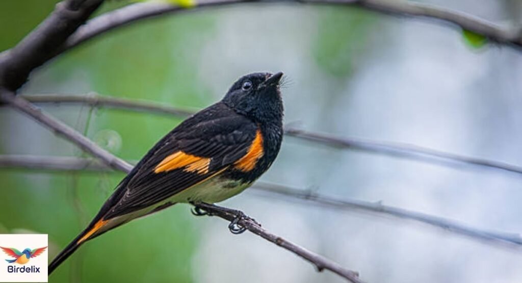 American Redstart
