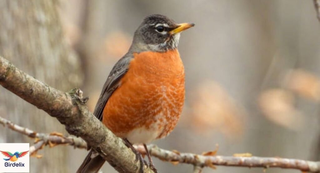 American Robin