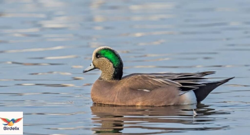 American Wigeon