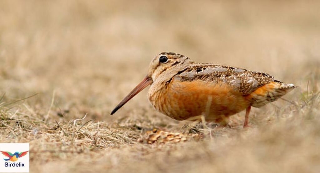 American Woodcock