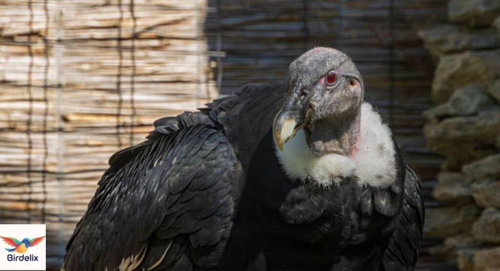 Andean Condor