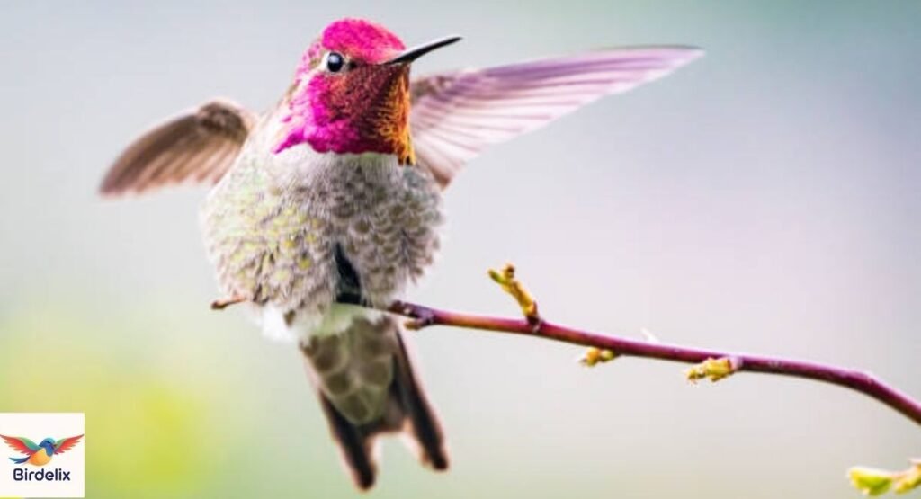 Anna's Hummingbird