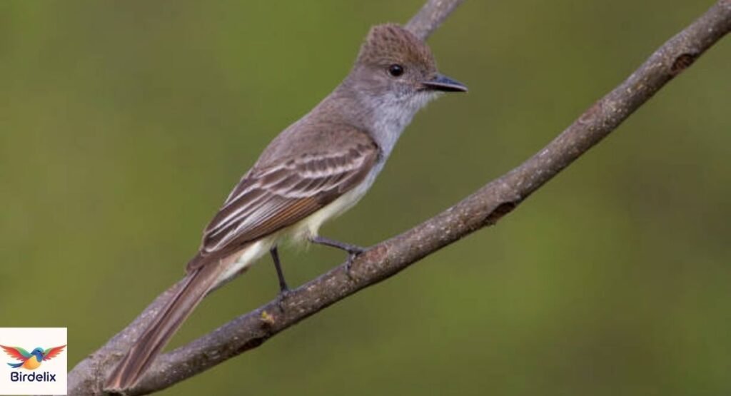 Ash-throated Flycatcher
