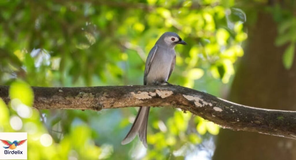  Ashy Drongo