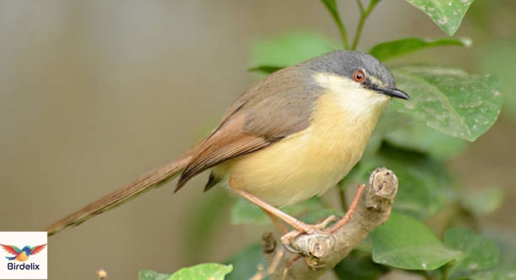 Ashy Prinia