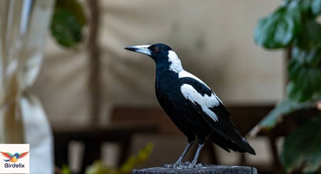 Australian Magpie
