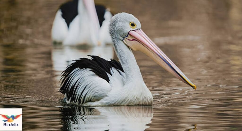 Australian Pelican