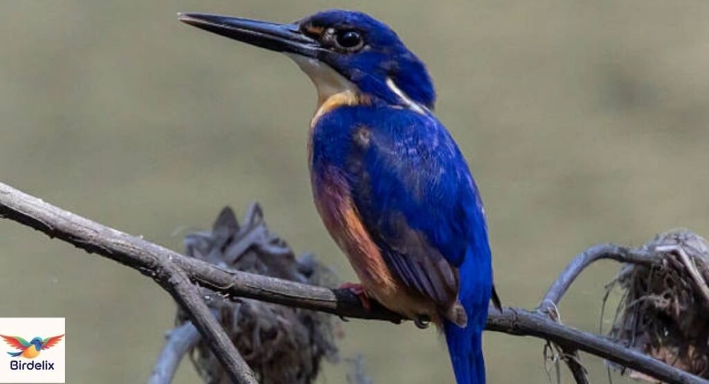 Azure Kingfisher