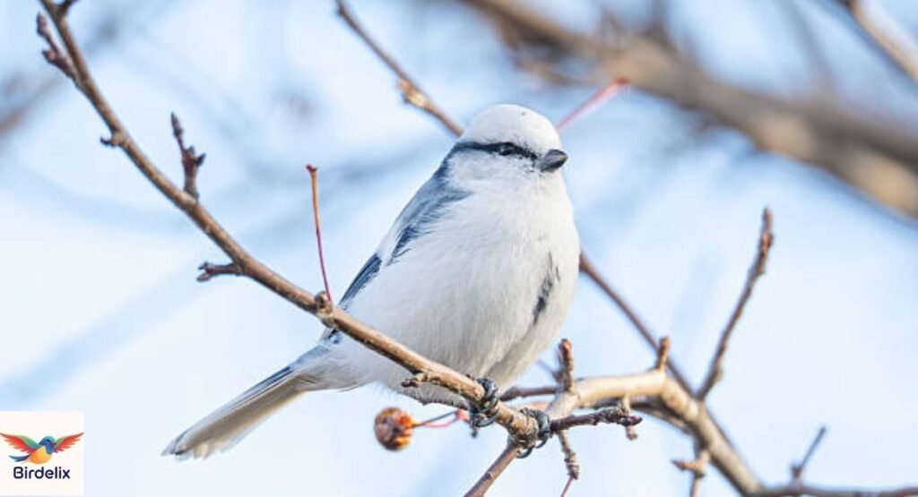 Azure Tit