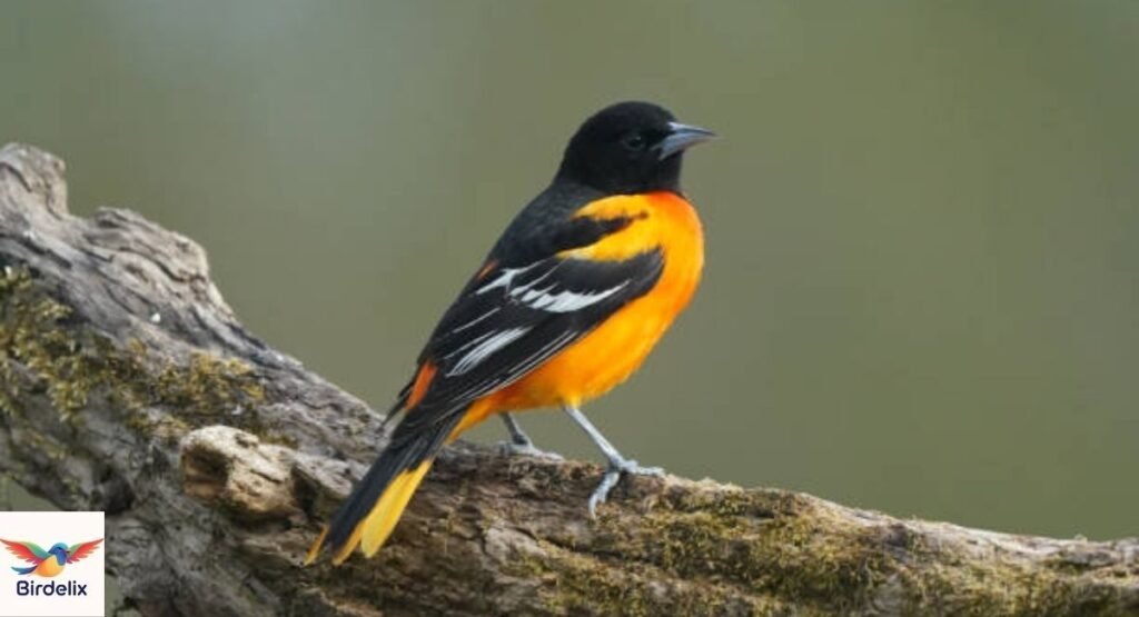  Baltimore Oriole