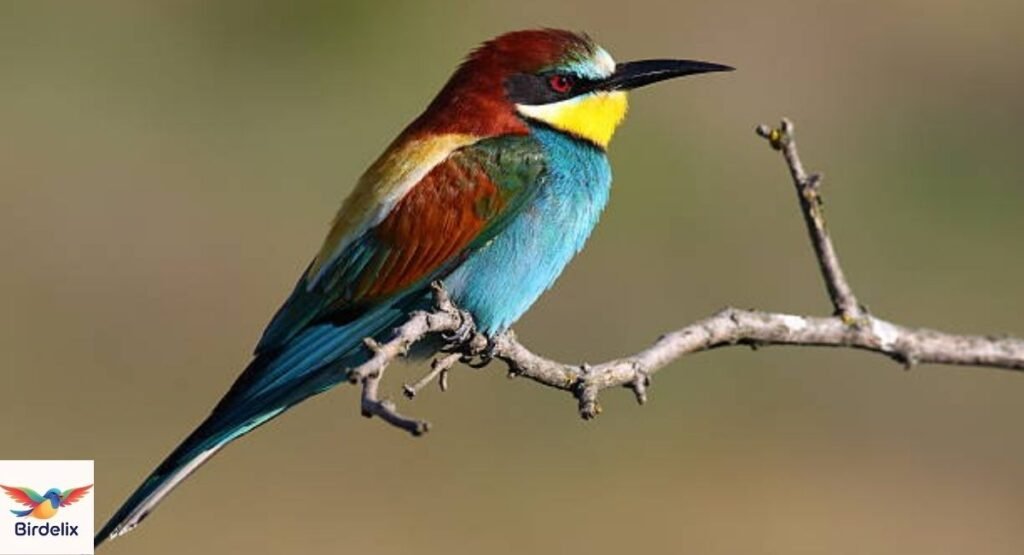 Bee-eater