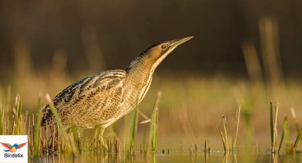 Bittern