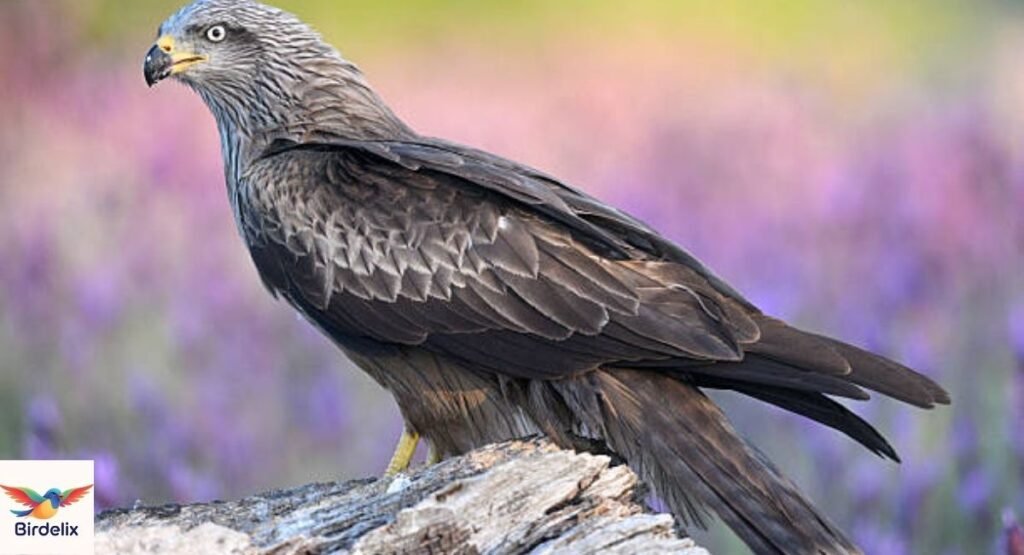 Black Kite