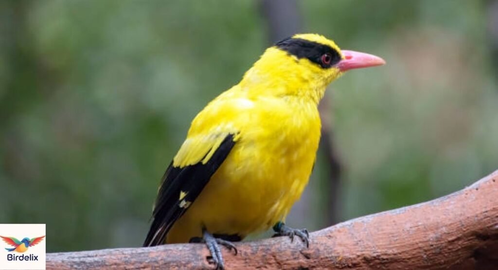 Black-naped Oriole