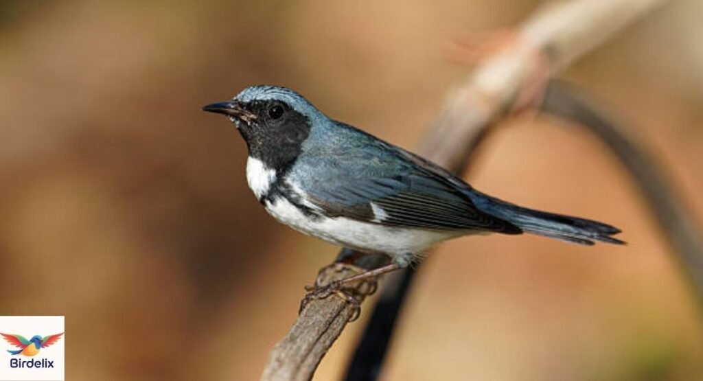 Black-throated Blue Warbler