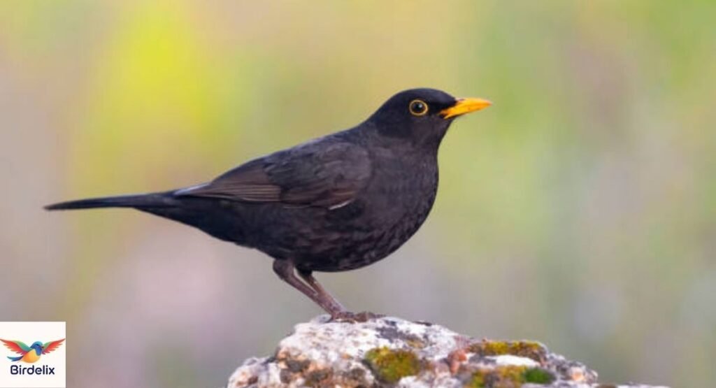 Blackbird