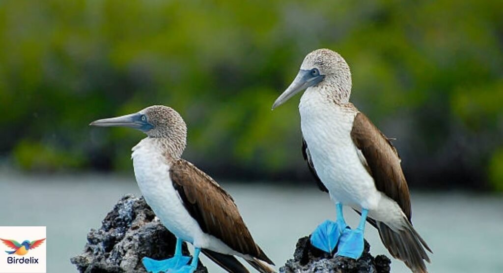 Blue-footed Booby