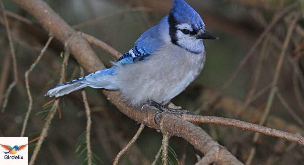 Blue Jay