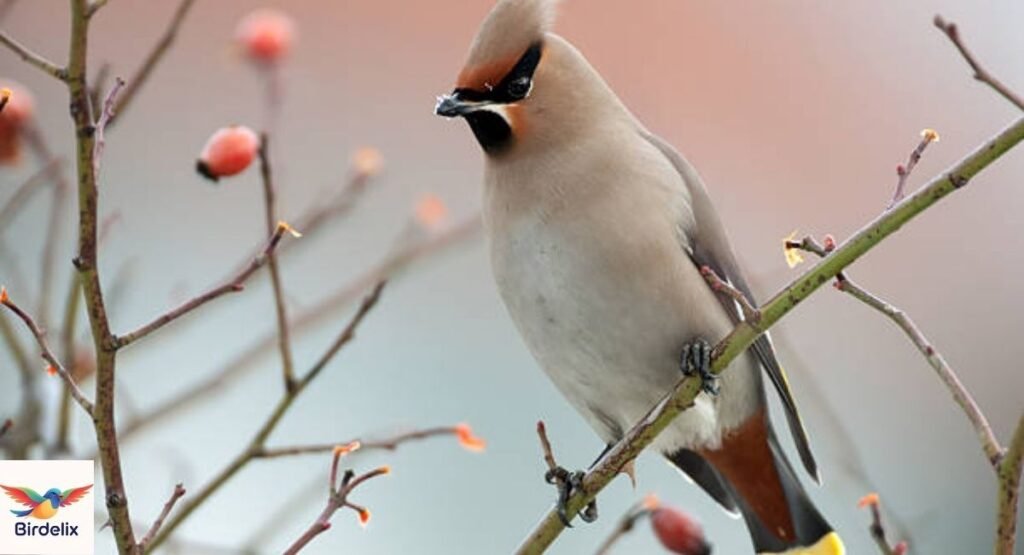 Bohemian Waxwing