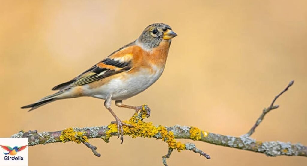  Brambling