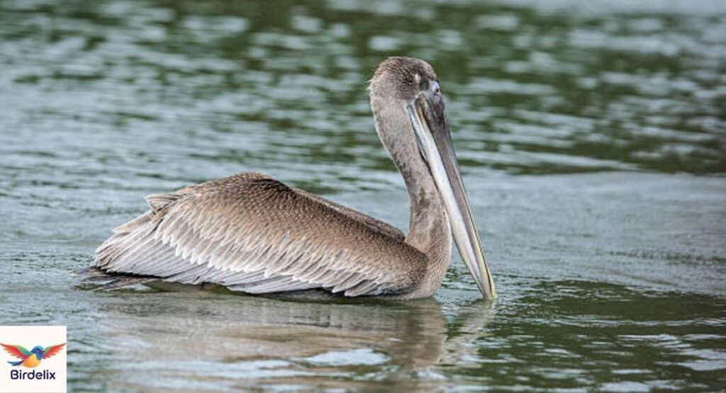 Brown Pelican