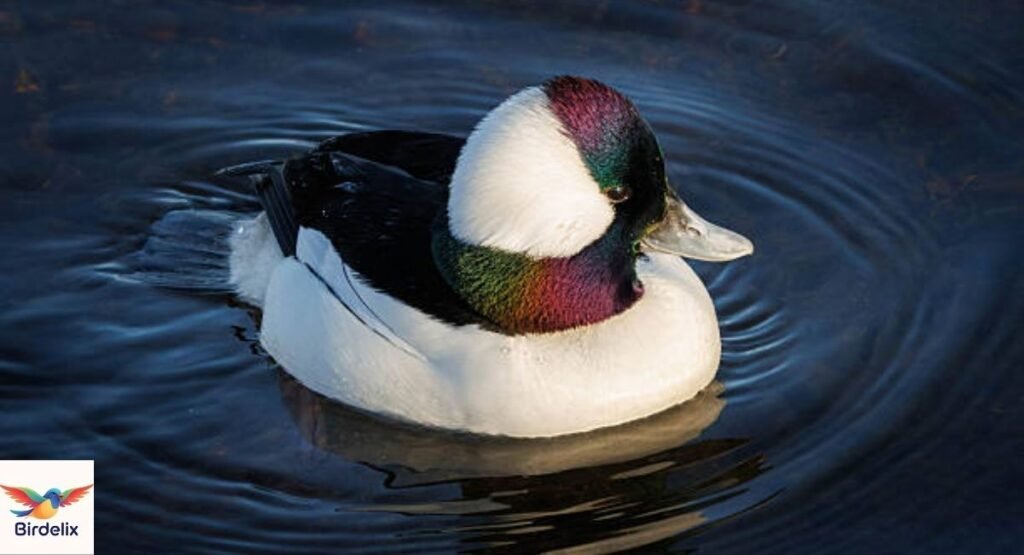  Bufflehead