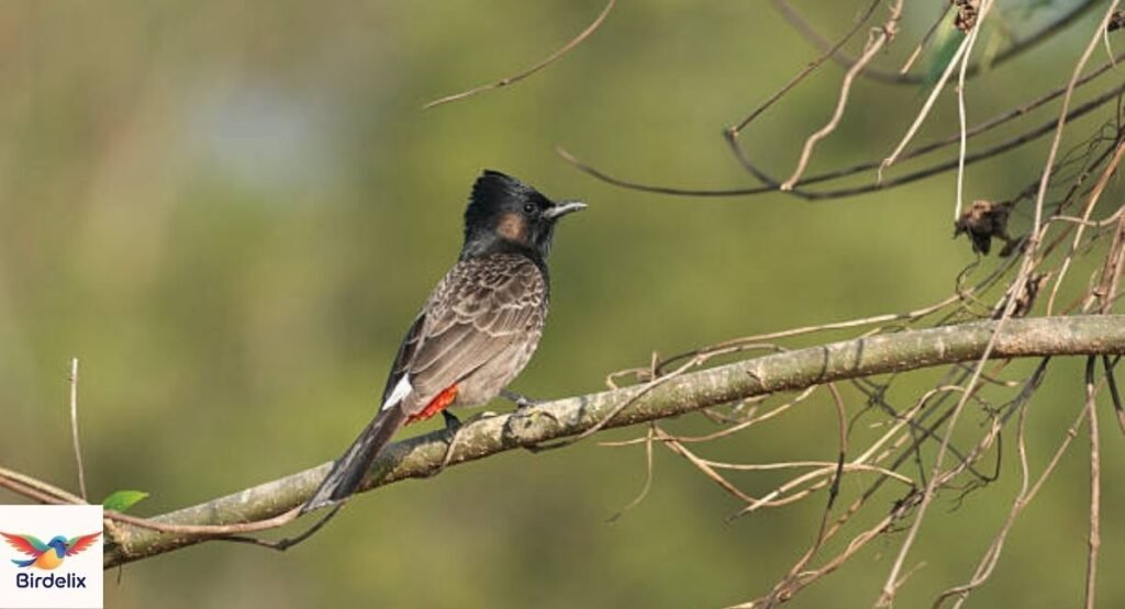 Bulbul