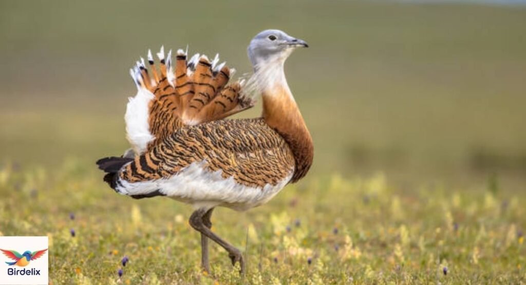 Bustard