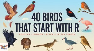 40 Birds That Start With R: Popular, Common, Black & Letter Length