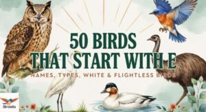 50 Birds That Start With E: Names, Types, White, Flightless & 5-Letter Birds