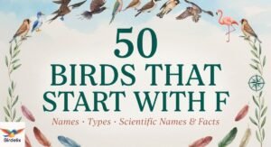50 Birds That Start With F: Names, Types, Scientific Names & Facts