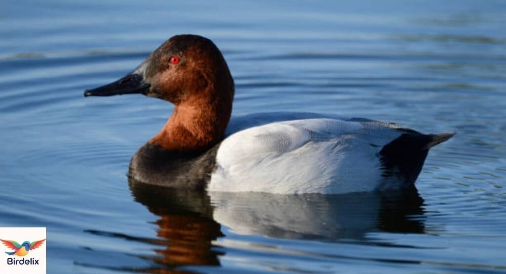 Canvasback