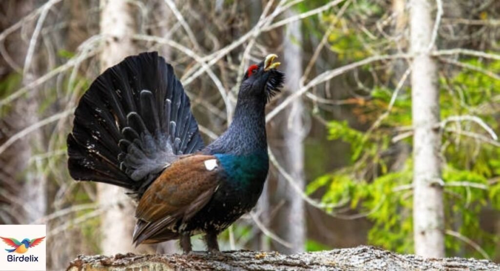 Capercaillie