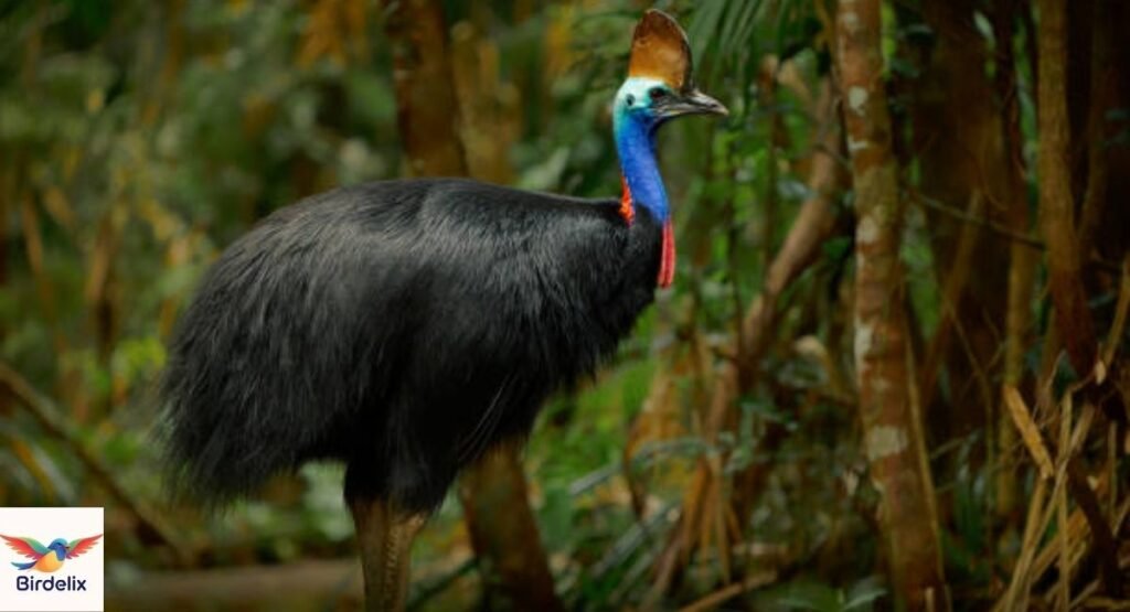 Cassowary
