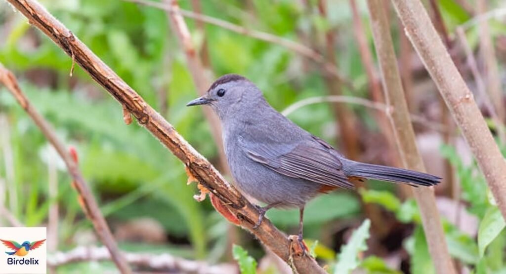 Catbird