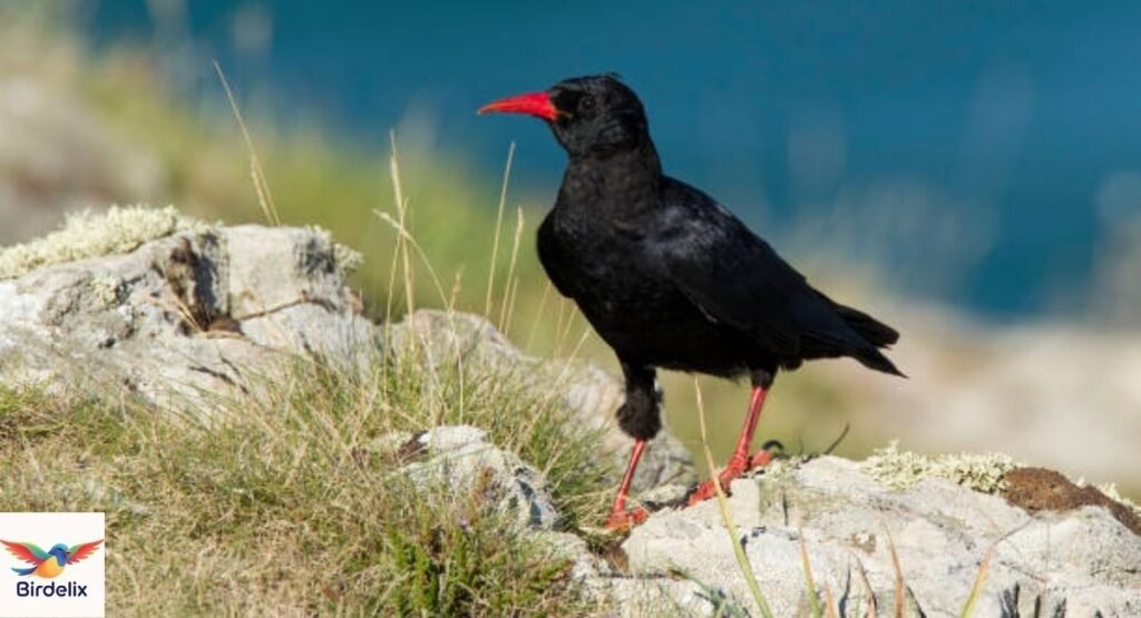 Chough