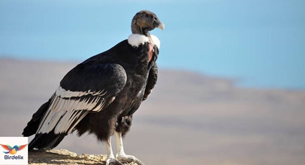 Condor