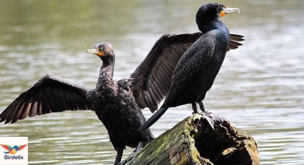 Cormorant