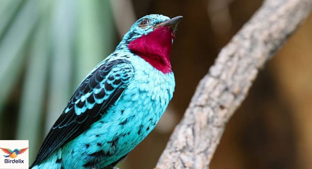 Cotinga