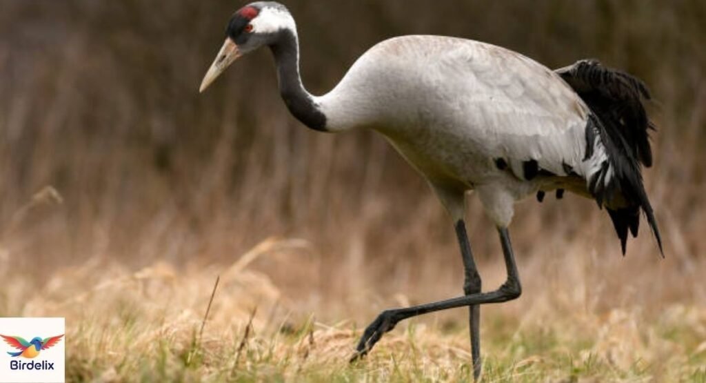 Crane