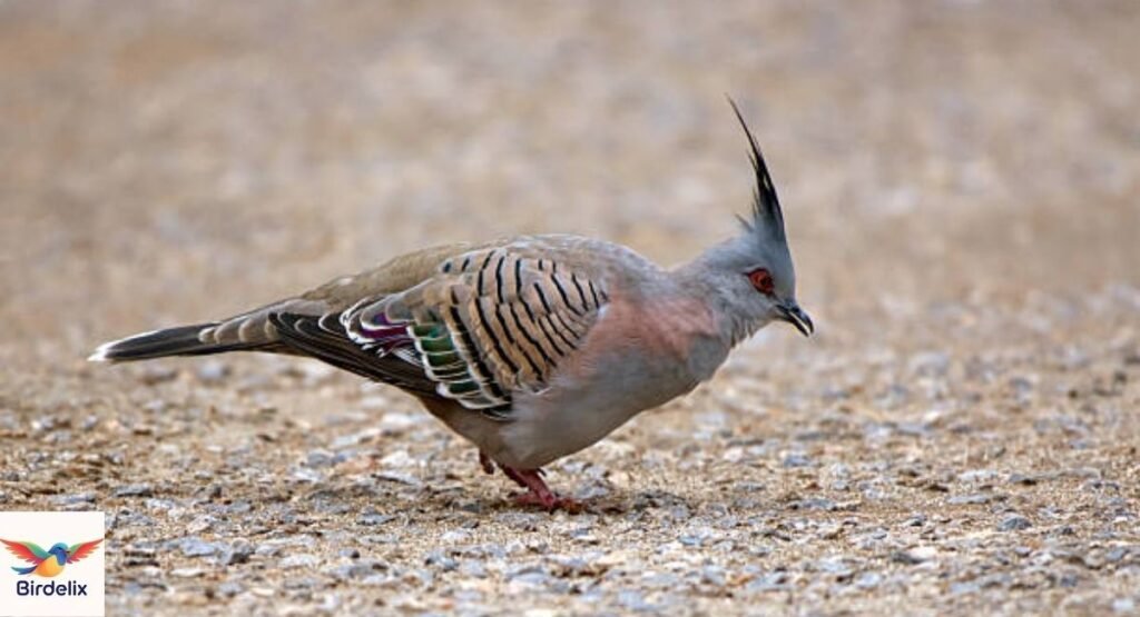 Crested Pigeon